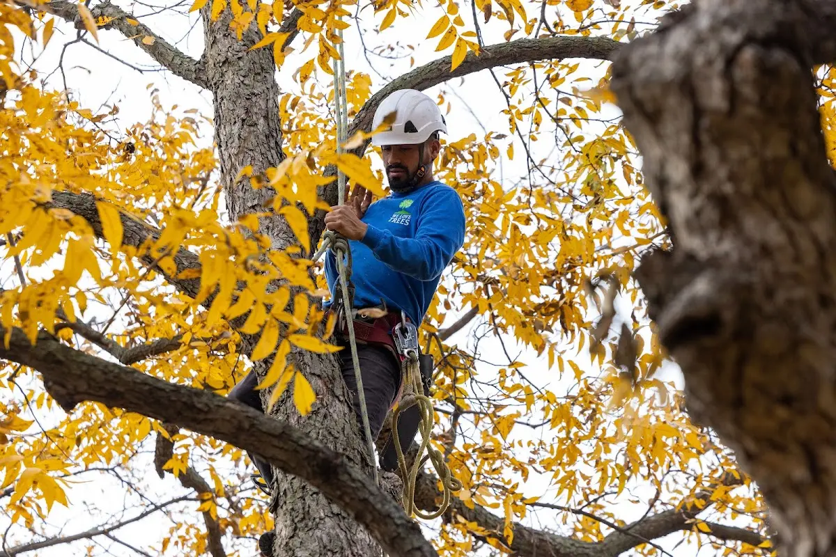 Skilled Tree Pruning crew working in Rock Port